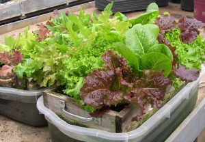salad-table-4